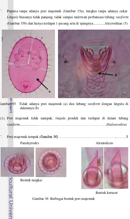Gambar 35  Tidak adanya pori majemuk (a) dan lubang vasiform dengan lingula di 