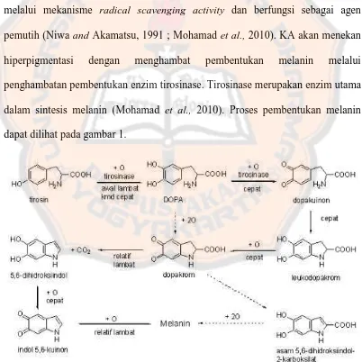 Gambar 1. Proses pembentukan melanin (Junquiera, Carneiro, and Kelly, 2003). 