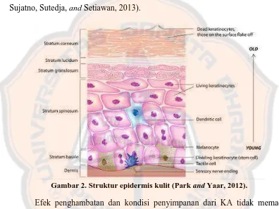 Gambar 2. Struktur epidermis kulit (Park and Yaar, 2012). 