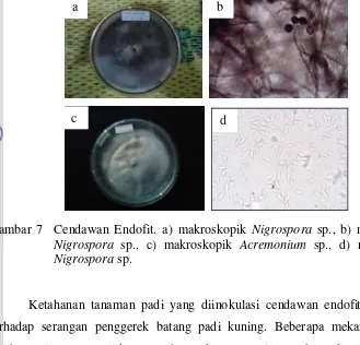 Gambar 7  Cendawan Endofit. a) makroskopik Nigrospora sp., b) mikroskopik 