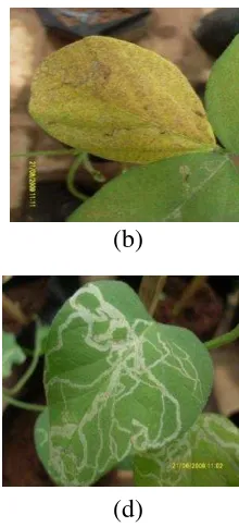 Gambar 5 Gejala kerusakan tanaman (a). hama belalang, (b). karat daun, 