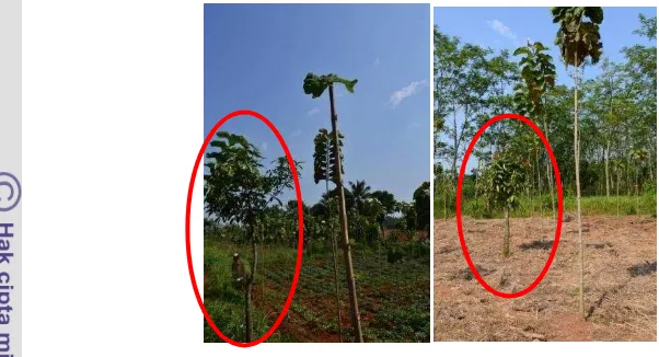 Gambar 2  Trubusan pohon bekas tebangan (lingkaran merah) pada tapak mikro 1 dan 2 