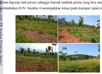 Gambar 4  Penampakan lokasi pada: A) tapak mikro 1, B) tapak mikro 2, C) tapak mikro 