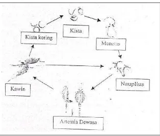 Gambar 2. Siklus hidup Artemia biseksual (Mudjiman, 1991) 