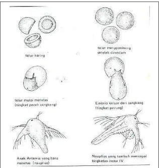 Gambar 3. Perkembangan telur sampai menjadi nauplius dalam proses penetasan (Mudjiman, 1991) 