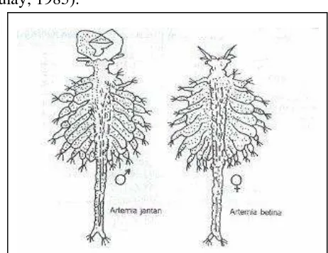Gambar 4. Morfologi Artemia jantan dan betina (Mudjiman, 1991) 