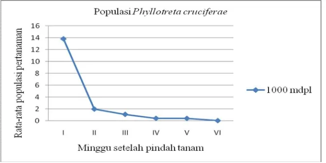 Gambar 1. Grafik pertumbuhan populasi P. cruciferae pada lokasi 1000  mdpl   