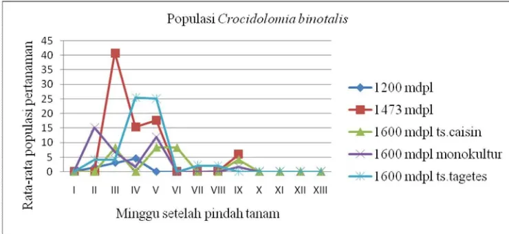 Gambar 2. Grafik pertumbuhan populasi C. binotalis pada ketinggian dan   sistem pertanaman yang berbeda  