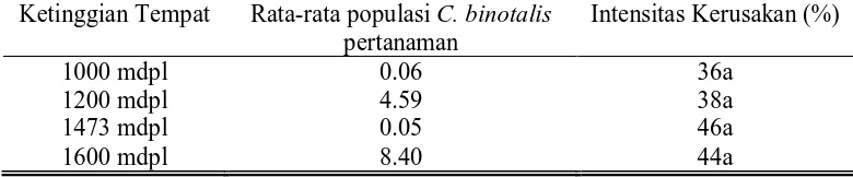 Tabel 9. Perbandingan intensitas kerusakan oleh C. binotalis pada ketinggian tempat yang berbeda  