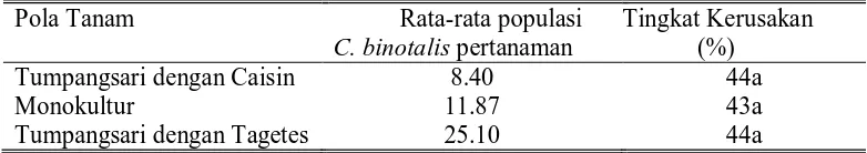 Gambar 4. Grafik intensitas kerusakan yang diakibatkan C. binotalis pada pola yang berbeda di ketinggian tempat 1600 mdpl  