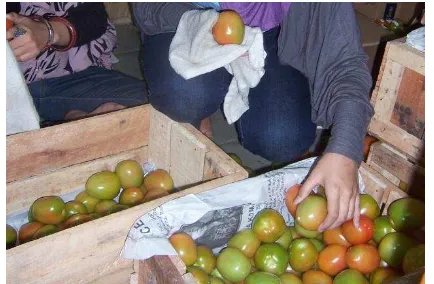 Gambar 5. Tomat yang sedang dibersihkan menggunakan kain 