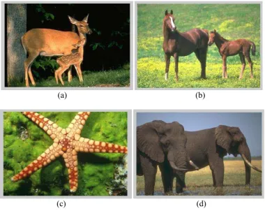 Gambar 3.1 Citra BSDS 317080 (a), 113016 (b), 12003 (c), dan 296059 (d) 