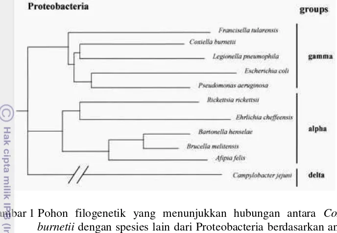 Gambar 1 Pohon filogenetik yang menunjukkan hubungan antara Coxiella 