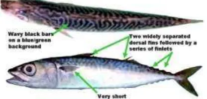 Gambar 2.1 Ikan Scomber (Sumber : Anonima,2009). 