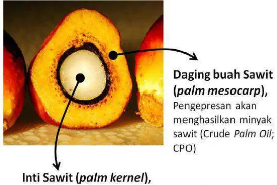 Gambar 2.1  Buah kelapa sawit akan menghasilkan dua jenis minyak yang berbeda; 