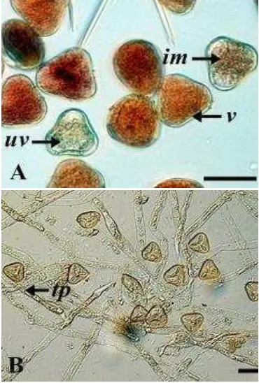 Gambar 7 Pengujian viabilitas dan tingkat perkecambahan polen kelapa sawit. (A) Uji viabilitas dengan TTC, polen viable(v) berwarna merah, semi-viable (im) berwarna merah muda, dan polenunviable (uv) tidak berwarna; (B) Polen yang dikecambahkan membentuk t