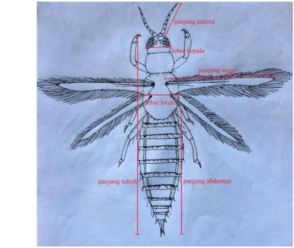 Gambar 1  Diagram bagian tubuh trips yang diukur  