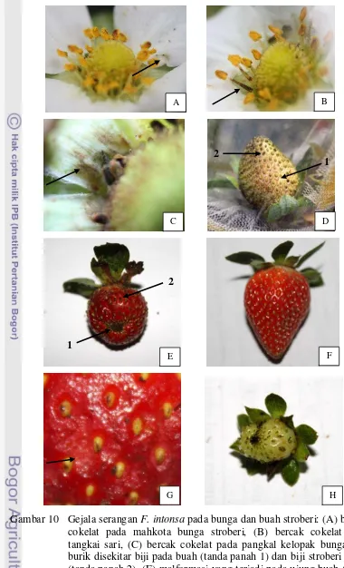 Gambar 10   Gejala serangan F. intonsa pada bunga dan buah stroberi: (A) bercak cokelat pada mahkota bunga stroberi, (B) bercak cokelat pada tangkai sari, (C) bercak cokelat pada pangkal kelopak bunga, (D) burik disekitar biji pada buah (tanda panah 1) dan biji stroberi hitam (tanda panah 2), (E) malformasi yang terjadi pada ujung buah (tanda panah 1) dan biji  yang menghitam (tanda panah 2), (F) buah kontrol, (G) permukaan kulit buah stroberi yang keriput, (H) 1 dari 30 buah sampel yang terlambat matang, buah tersebut juga mengalami roset dan burik disekitar biji 