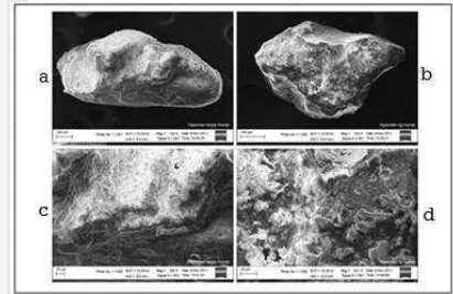 Gambar 3. Scanning electron micrograph dari mineral Hyperstene. Foto 3a sebelum perlakuan 