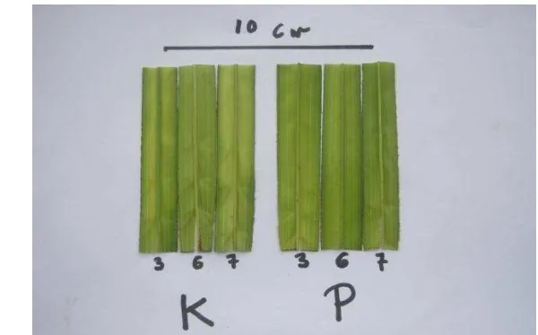 Gambar 5. Pengamatan daun pelepah pertama tanaman kontrol (K) dan  tanaman perlakuan pupuk pasir dengan bahan humat (P)