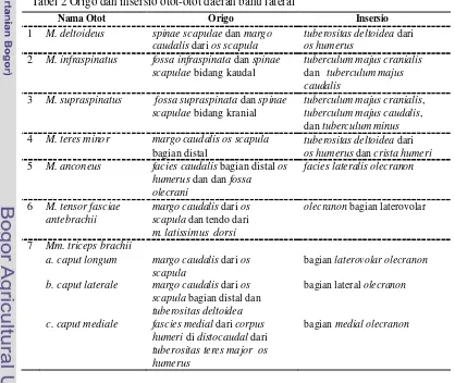 Tabel 2 Origo dan insersio otot-otot daerah bahu lateral 