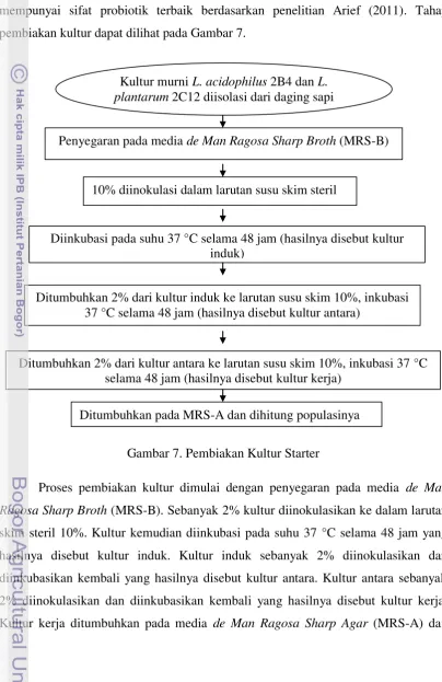 Gambar 7. Pembiakan Kultur Starter  