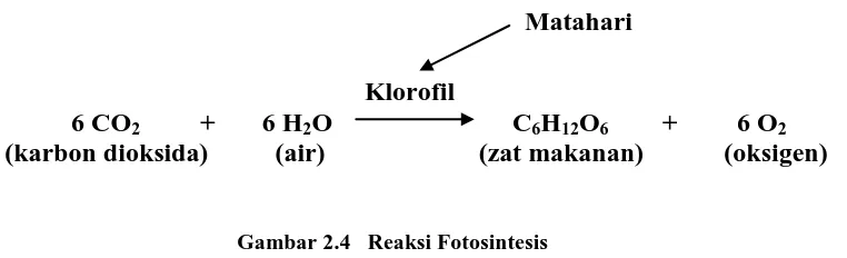 Gambar 2.4   Reaksi Fotosintesis 