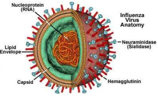 Gambar 1. Morfologi Virus Avian Influenza A (sumber : http//micro.magnet.fsu.edu/cells/viruses/influenzavirus.html) 