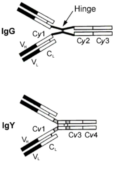Gambar 2. Struktur IgY dan IgG 