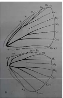 Gambar 2.10. Venasi sayap kupu-kupu famili Riodinidae (Borror et.al., 1992)