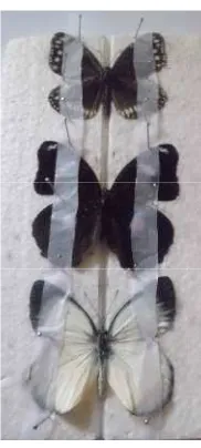 Gambar 3.3 Perentangan sayap kupu-kupu(Sumber: foto pribadi)