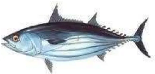 Gambar 1 Ikan Cakalang (Katsuwonus pelamis) (FAO 2012).