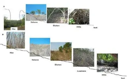 Gambar 2. Tipe ekosistem: A). Tipe lokasi pulau besar (HLe=hutan legong, HMa=hutan mangrove); B)