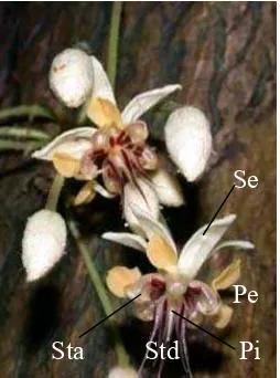 Gambar 1 Bagian bunga kakao, stamen (Sta), sepal (Se), petal (Pe), pistil (Pi) dan staminod (Std)