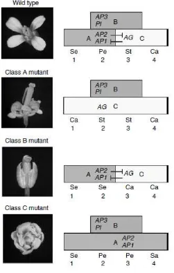 Gambar 2 Aktivasi gen kelas A,B dan C oleh gen LFY (Jordan 2006). 