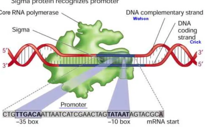 Gambar 4 Posisi promoter dalam suatu gen (Hunter 2011). 