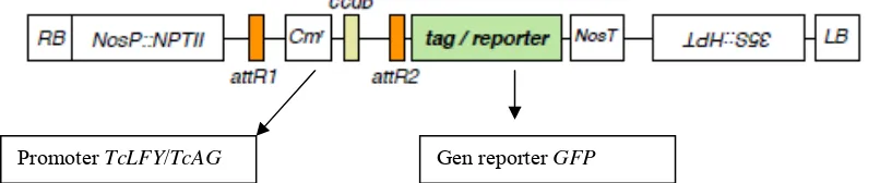 Gambar 6 Posisi promoter dan gen reporter GFP pada vektor pGWB serta gen seleksi kanamisin nptII