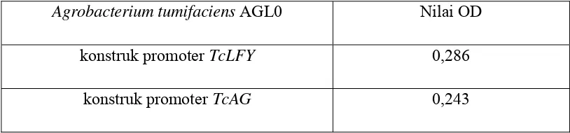 Gambar 8 Mekanisme transformasi promoter TcLFY dan TcAG dari Agrobacterium tumifaciens AGL0 ke tanaman tembakau (sinyal yang berwarna hijau berupa senyawa fenol)