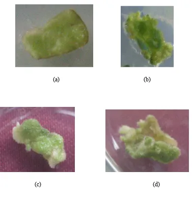 Gambar 9 Proses inisiasi eksplan pada tanaman tembakau yang berumur 18 hari (a) tanaman kontrol negatif, (b) tanaman kontrol positif, (c) tanaman tembakau yang disisipi promoter gen TcAG, (d) tanaman tembakau yang disisipi promoter gen TcLFY