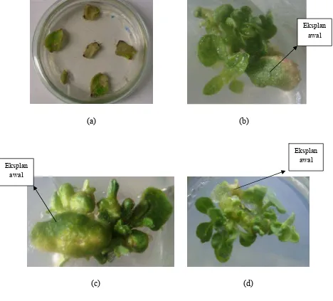 Gambar 10 Perbedaan morfologi tanaman tembakau yang berumur 40 hari, (a) tanaman kontrol negatif, (b) tanaman kontrol positif, (c) tanaman tembakau yang disisipi promoter gen TcAG, (d) tanaman tembakau yang disisipi promoter gen TcLFY