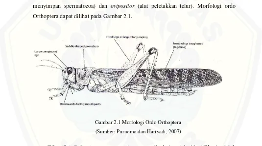Gambar 2.1 Morfologi Ordo Orthoptera  
