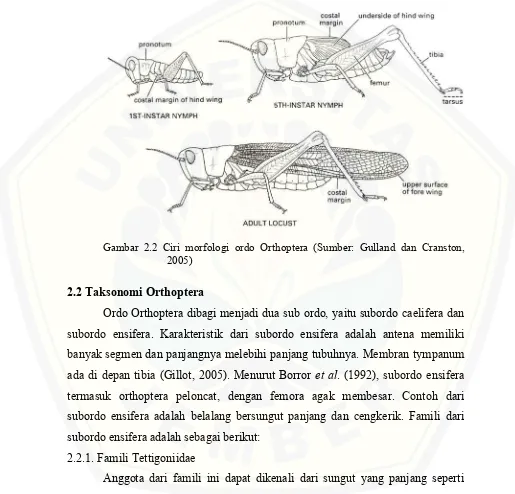 Gambar 2.2 Ciri morfologi ordo Orthoptera (Sumber: Gulland dan Cranston, 