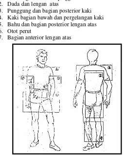 Gambar 1.  Pengaturan urutan kelompok otot yang dilatih 