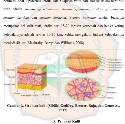 Gambar 2. Struktur kulit (Sibilla, Godfrey, Brewer, Raja, dan Genovese, 2015). 