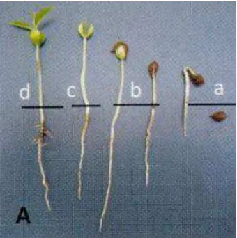 Gambar 2.9 a) Pemunculan calon akar gaharu; b) pertumbuhan hipokotil; c) pembukaan kotiledon; d) pembukaan daun pertma (Sumber: Wahyuni, 2008)