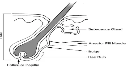 Gambar. Struktur folikel rambut. Sumber: Alaiti, 2011  