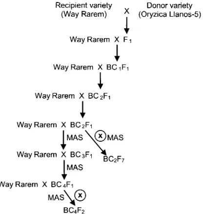 Figure 1. Schematic diagram of backcross breeding. MAS= marker-assisted selection. 