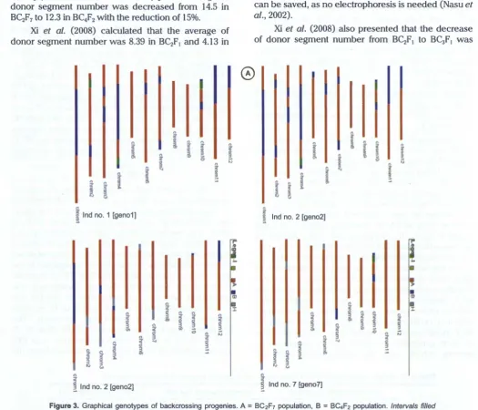 Figure 3. Graphical genotypes of backcrossing progenies. A = BC2F7 population, B = BC4F2 population