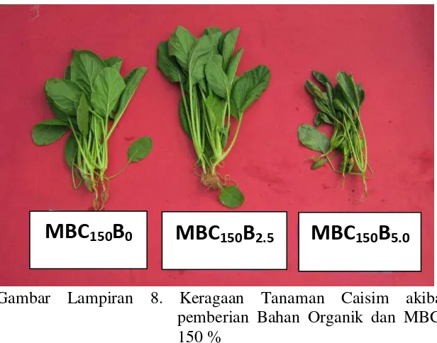 Gambar Lampiran 8. Keragaan Tanaman Caisim akibat 