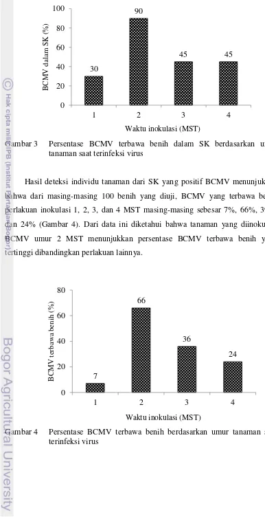 Gambar 3   Persentase BCMV terbawa benih dalam SK berdasarkan umur 